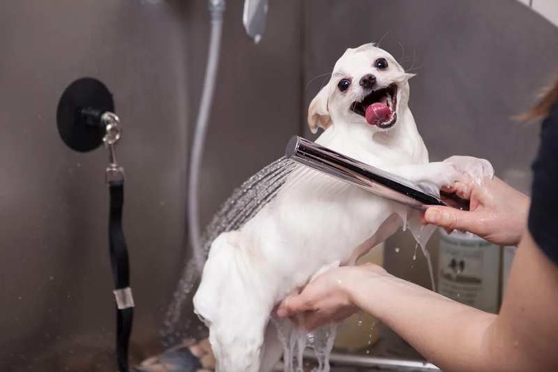 Pet Grooming